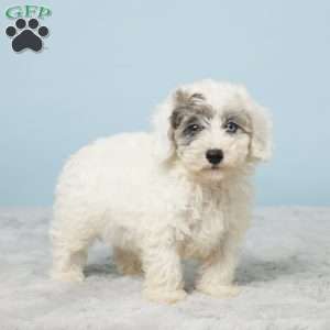 Leo, Miniature Poodle Puppy